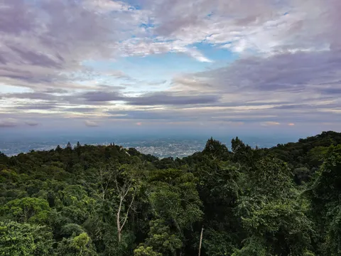 The same hillside canopy at dawn, bare pale trunks standing out of the green.