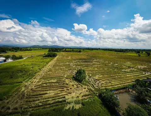 Harvested rice fields, the cut stubble lying in rows, hills along the horizon.