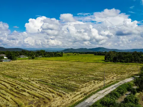 Harvested rice fields with a lane running through them, houses at the edge and mountains behind.