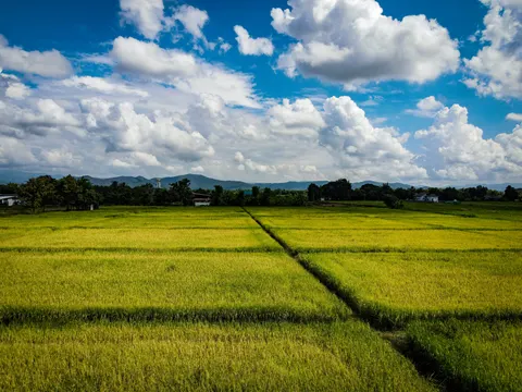 Ripe yellow rice divided by narrow bunds, trees and houses along the far edge.