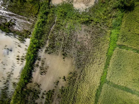 A field edge from directly above: a weedy strip, a shallow flooded plot and dry pale sand.