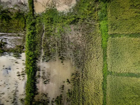 The same field edge, flooded ground and green plots divided by a raised bank.