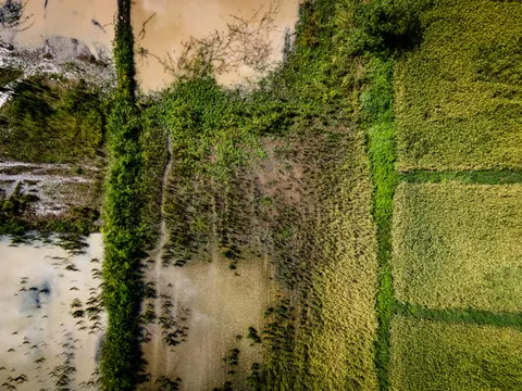 Cultivated strips seen from above, a green hedge line running between pale dry soil and standing crop.