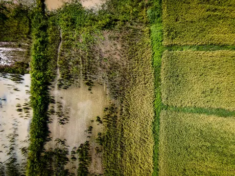 Field strips at different stages of growth, a hedge line cutting through them.