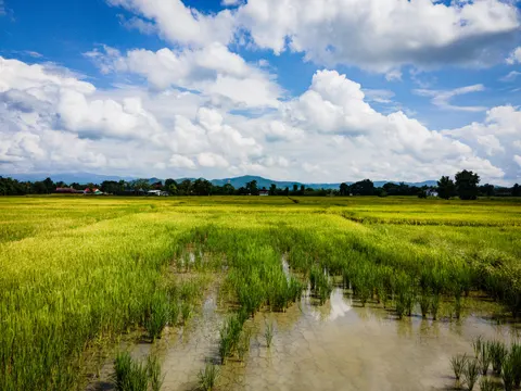 A flooded paddy with standing water and clumps of green rice, hills on the horizon.