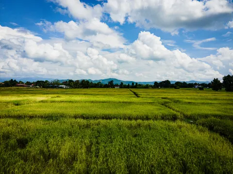 Green rice fields under tall cumulus, houses and trees along the far edge.