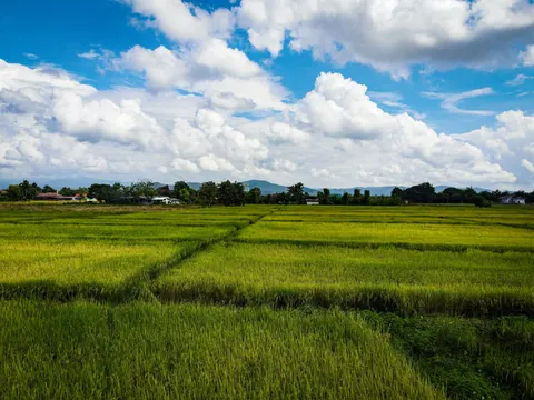 Green rice running to a tree line with mountains behind, under a bright sky.