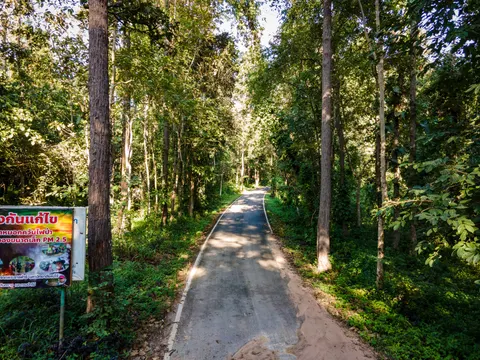 A narrow paved road running through tall straight trees, a sign at the verge.