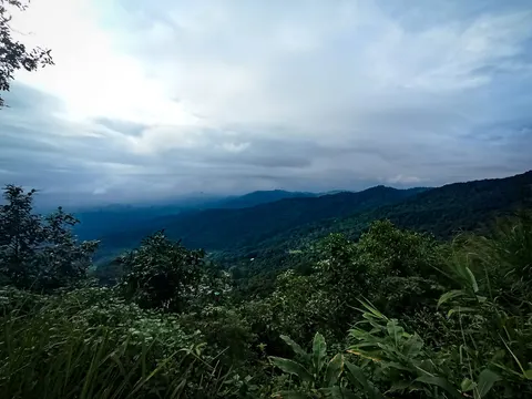 A forested valley from a ridge, tall grass and a banana leaf in the foreground.